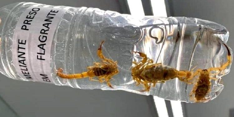 Quais são os animais mais perigosos que podem entrar em casas brasileiras?