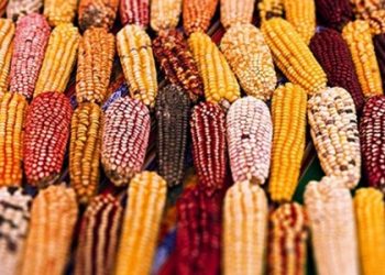 Há uma variedade muito grande de milhos (Foto: Reprodução/Tierra Inca)