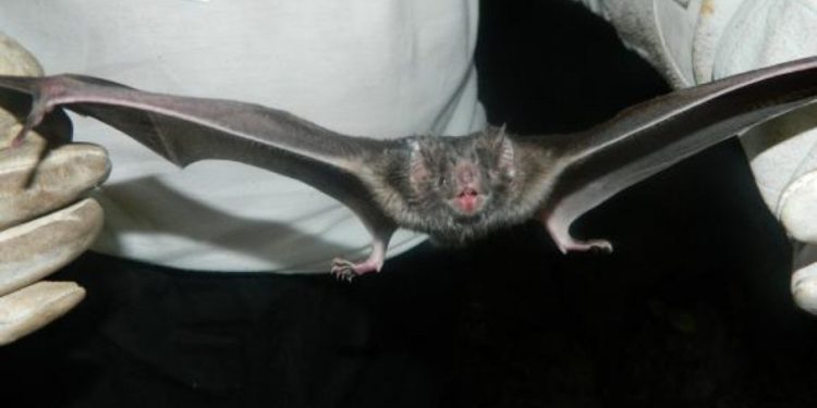 Vírus semelhante ao Sars-CoV-2 é encontrado em morcegos