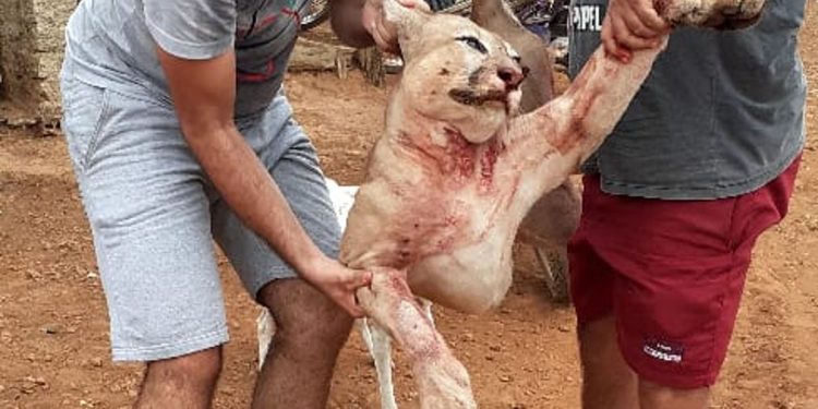 Em risco de extinção na caatinga, onça-parda é morta em Tarrafas e exibida em redes sociais