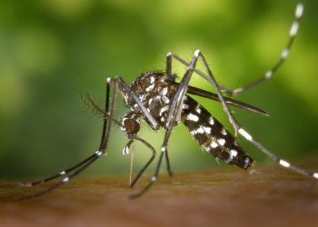 Mosquito 'Aedes aegypti', vetor do vírus da dengue (Foto: Pixabay)