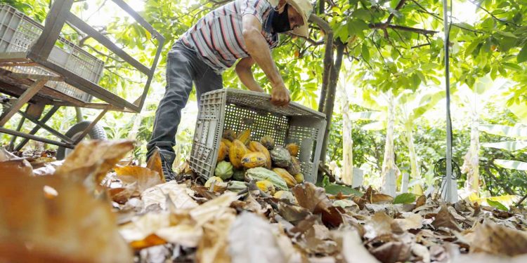 Hora de Plantar deverá beneficiar 157 mil agricultores em 2022