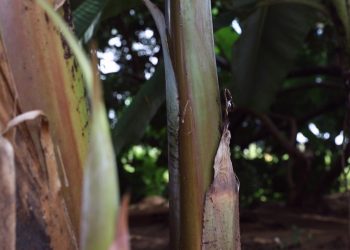 Com trabalho sobre cultivo de bananeiras no Cariri, estudante da UFCA conquista segundo lugar em prêmio do Crea/CE