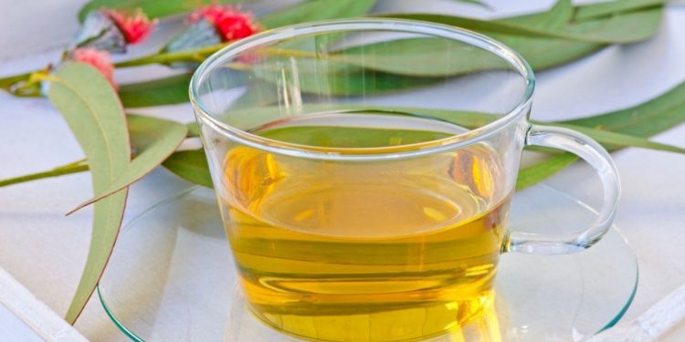Chá de eucalipto tem ação expectorante e auxilia no combate aos sintomas da gripe