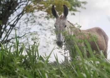 Jegues são abatidos no Nordeste para produção de remédio na China