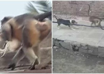 (Foto: Reprodução/News18)