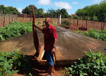 Raimundo Nota de Sousa, 65 anos, colheu uma mandioca de 1,68 metro de comprimento em Ararendá, no interior do Ceará (Foto: Arquivo pessoal)