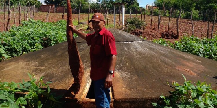 Mandioca gigante de 1,68m é colhida por agricultor em sítio no Ceará