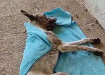Veterinários tentaram salvar a vida do cachorro, que não resistiu aos ferimentos (Foto: Reprodução)