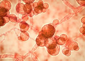 Candida auris: superfungo identificado em 2009 já foi confirmado em 47 países (Foto: Kateryna Kon/Science Photo Library/Getty Images)