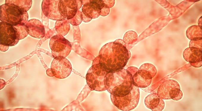 Anvisa confirma novo caso de superfungo no Brasil