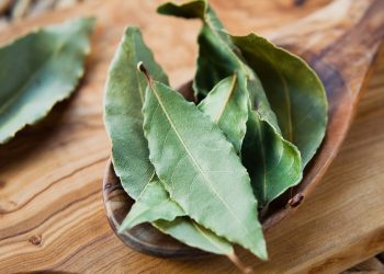 Pesquisadores do Ceará avaliam substância com potencial antidepressivo em folha de louro (Foto: Reprodução)