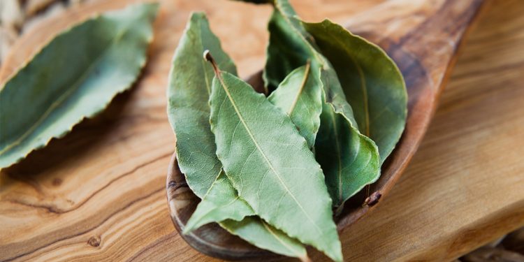 Folha de louro pode conter substância antidepressiva, estuda pesquisa da Universidade Federal do Ceará