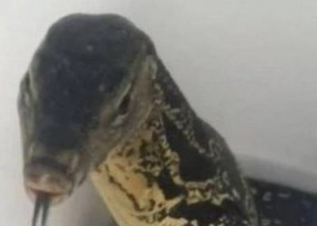 Lagarto aparece em vaso sanitário de hotel (Foto: Reprodução)