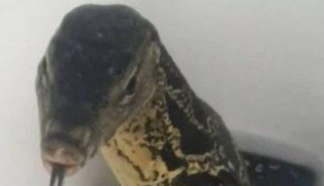 Lagarto aparece em vaso sanitário de hotel e assusta turista; vídeo