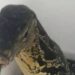 Lagarto aparece em vaso sanitário de hotel e assusta turista; vídeo