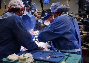 Operação inédita transplantou coração de porco geneticamente modificado para um homem nos EUA (Foto: Faculdade de Medicina da Universidade de Maryland)