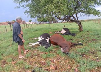 As três vacas estavam em um pasto quando foram atingidas pelo raio (Foto: Arquivo pessoal)