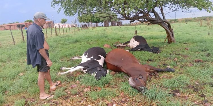 Raio mata três vacas em pasto durante chuva de 70 mm na zona rural de Quixelô