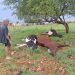 Raio mata três vacas em pasto durante chuva de 70 mm na zona rural de Quixelô
