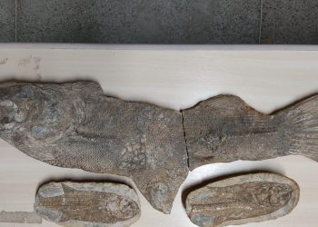 Ao todo, 21 fósseis apreendidos pela PF serão devolvidos ao Museu de Paleontologia da Universidade Regional do Cariri (Urca) (Foto: Divulgação)