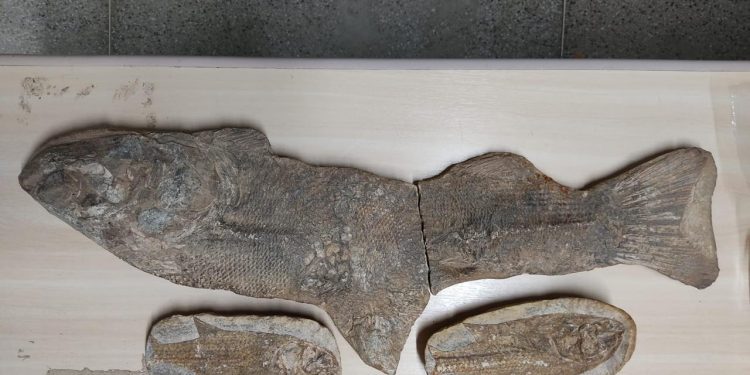 Ao todo, 21 fósseis apreendidos pela PF serão devolvidos ao Museu de Paleontologia da Universidade Regional do Cariri (Urca) (Foto: Divulgação)