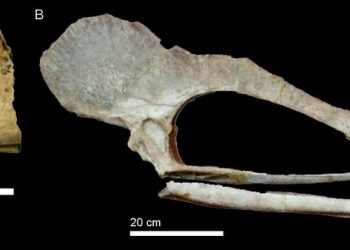 Crânio de pterossauro da mesma família que o devolvido pela Bélgica ao Brasil, conforme pesquisadores (Foto: Divulgação/Urca)