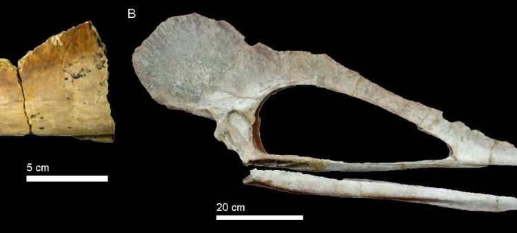 Fóssil de crânio de pterossauro originário da Bacia do Araripe é devolvido ao Brasil por museu da Bélgica