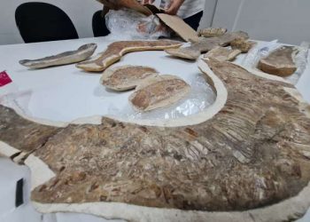 (Foto: Divulgação/Urca)