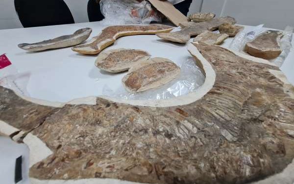 Fósseis repassados pela PF à Urca contam com peça rara de preguiça gigante