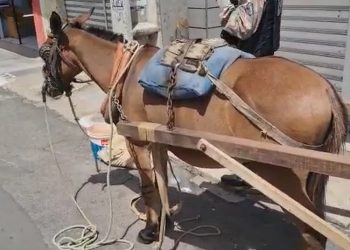 Animal estava preso a um poste sem água e comida no Centro de Juazeiro do Norte (Foto: Reprodução)