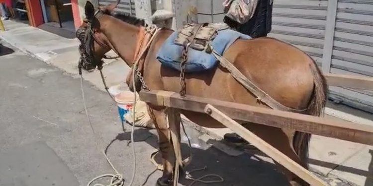 Dono de jumento é autuado por maus-tratos ao deixar animal sob o sol, sem água e comida em Juazeiro do Norte
