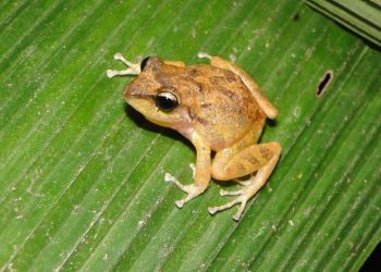 Pesquisadores descobrem nova espécie de anfíbio exclusivo do Ceará
