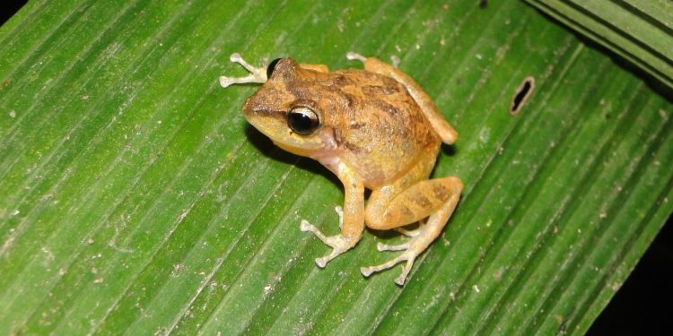 Pesquisadores descobrem nova espécie de anfíbio exclusivo do Ceará