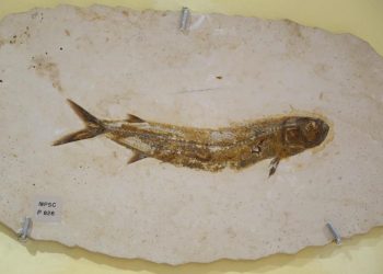 De todos os fósseis analisados na pesquisa, todos os materiais são holótipos, ou seja, são fósseis utilizados para descrever novas espécies (Foto: Tatiana Fortes)