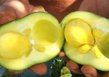 As pesquisas tiveram inicio em 2013 para 2014, e hoje o pedido de patente do produto já está sendo escrito (Foto: Jean Marconi/Flickr)