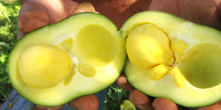 As pesquisas tiveram inicio em 2013 para 2014, e hoje o pedido de patente do produto já está sendo escrito (Foto: Jean Marconi/Flickr)