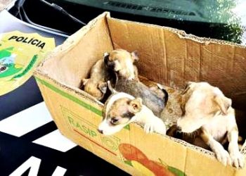 Abril Laranja: saiba como e onde denunciar crimes de maus-tratos contra animais