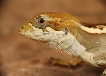 Cariri cearense tem cerca de 40 espécies de serpentes