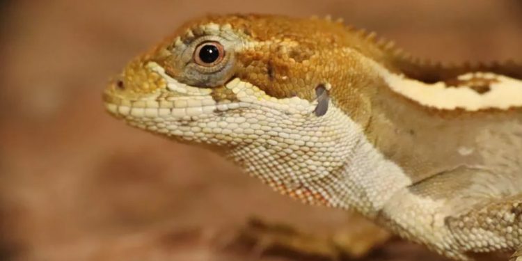 Cariri cearense tem cerca de 40 espécies de serpentes