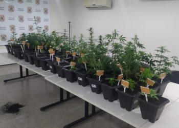 As investigações apuraram que as sementes eram provenientes da Espanha (Foto: Divulgação/PF)