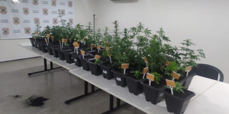 Mulher suspeita de enviar sementes de maconha pelos Correios é presa pela PF em Juazeiro do Norte