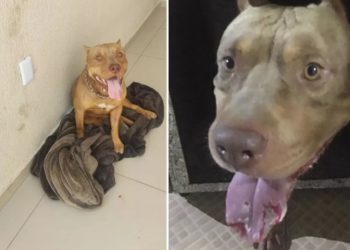 Zeus perdeu parte da língua em um choque elétrico (Foto: Arquivo pessoal)