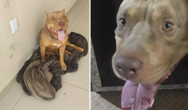 Pitbull morde tomada e perde parte da língua em choque elétrico durante queima de fogos em Juazeiro do Norte