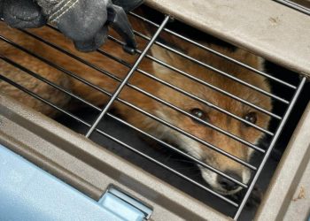 Raposa foi resgatada por policiais do Capitólio, mas precisou ser eutanasiada após confirmação de raiva (Foto: Divulgação/US Capitol Police)