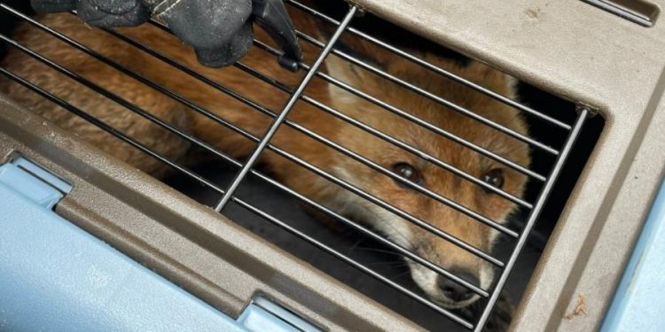 Raposa infectada com raiva morde congressista e mais 8 pessoas