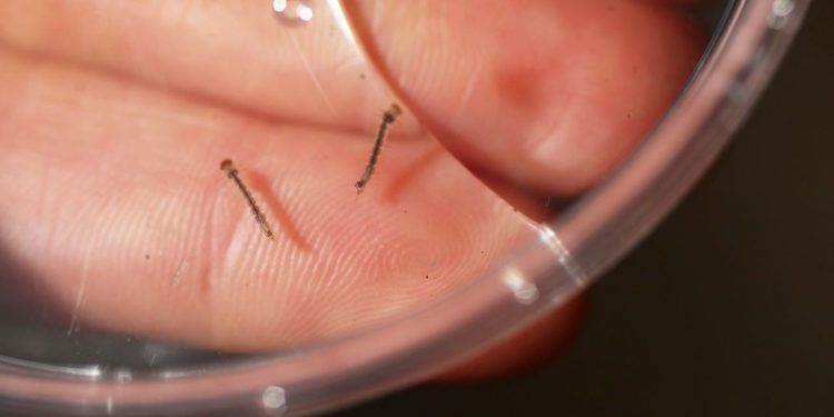 Cepa de dengue mais disseminada no mundo é identificada no Brasil pela primeira vez
