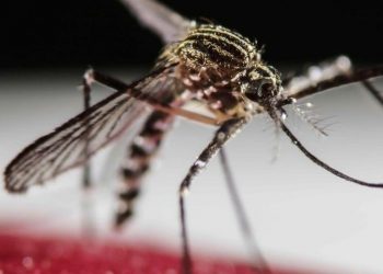 Mosquito Aedes aegypti transmissor da dengue (Foto: EPA)