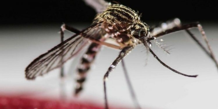 Em 4 meses, Brasil chega ao mesmo número de casos de dengue de 2021