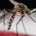 Em 4 meses, Brasil chega ao mesmo número de casos de dengue de 2021